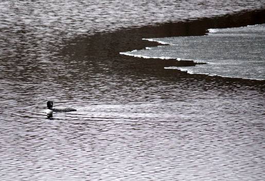 As usual, the loons were back as soon as the ice was going off the lake. April 26th, 2014.