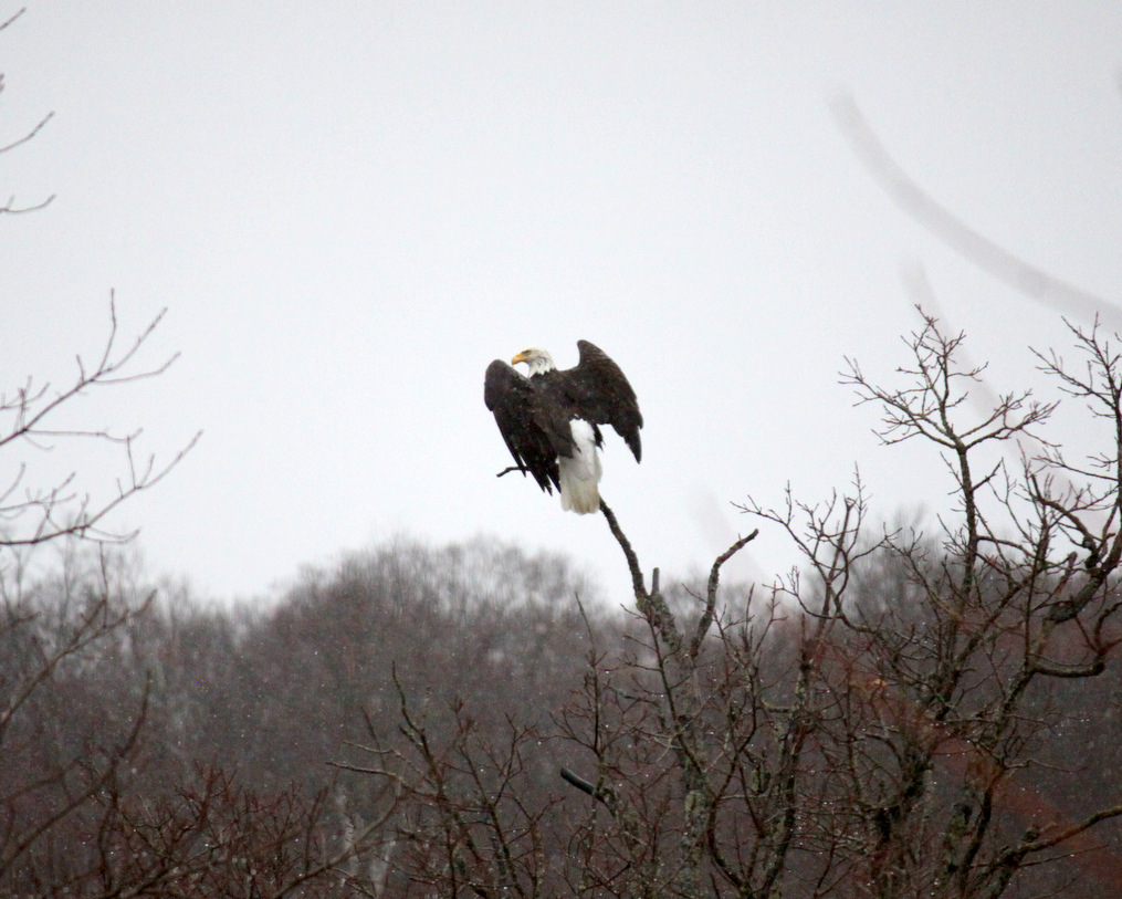 Resident bald eagle taking in the scene on the shores of Little Sugarbush. April 24th, 2014.
