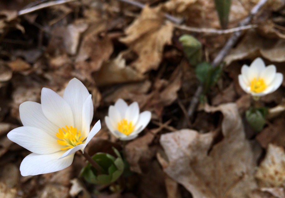 Blood root flowers emerging from the forest floor. May 6th, 2014.