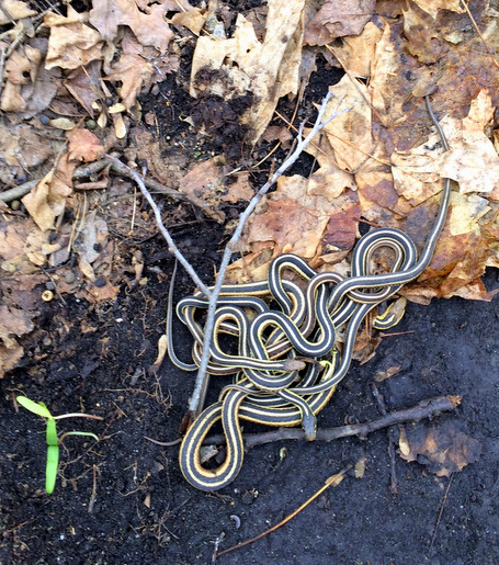 Discovering a group of snakes underneath a pile of embedded leaves! May 7th, 2014.