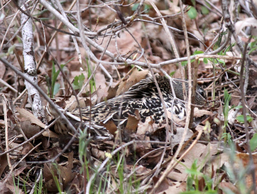 Hen mallard nesting deep in the woods off the ski trail. May 20th, 2014.