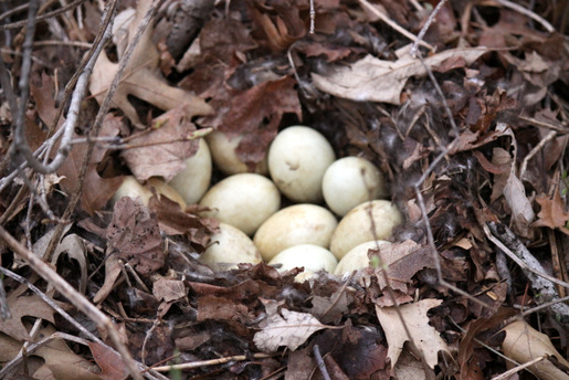 Mallard nest deep in the woods, May 19th, 2014. Note: we stumbled across the nest by accident. Took a quick picture and happy to see the hen return and nesting today.