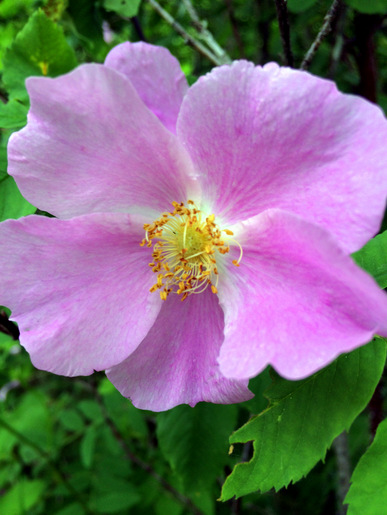 Great crop of wild rose flowers this year along Twin Lakes ski trail. June 25th, 2014.