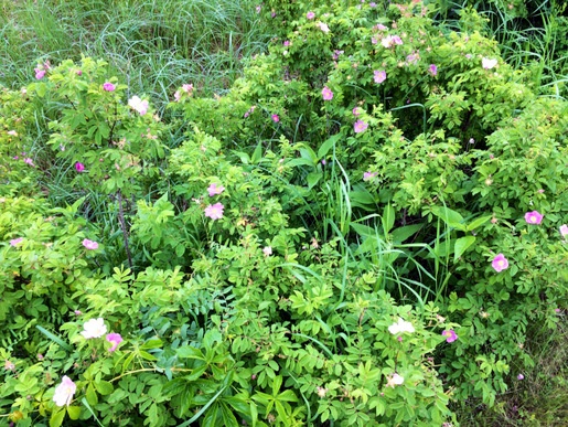Nice bunch of wild roses along twin lakes ski trail. June 27th, 2014.