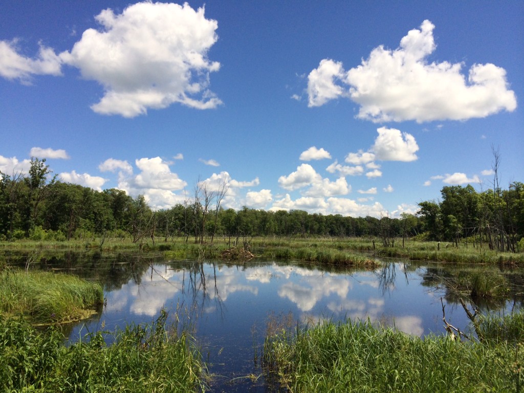 Beautiful July day as seen over a slough near Roy's Run. July 3rd, 2014.