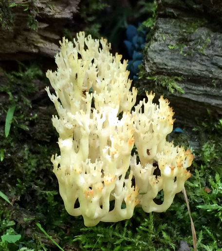 Coral like mushroom on the side of the trail. July 31st, 2014.