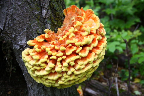 Colorful mushroom on the side of the trail. July 31st, 2014.