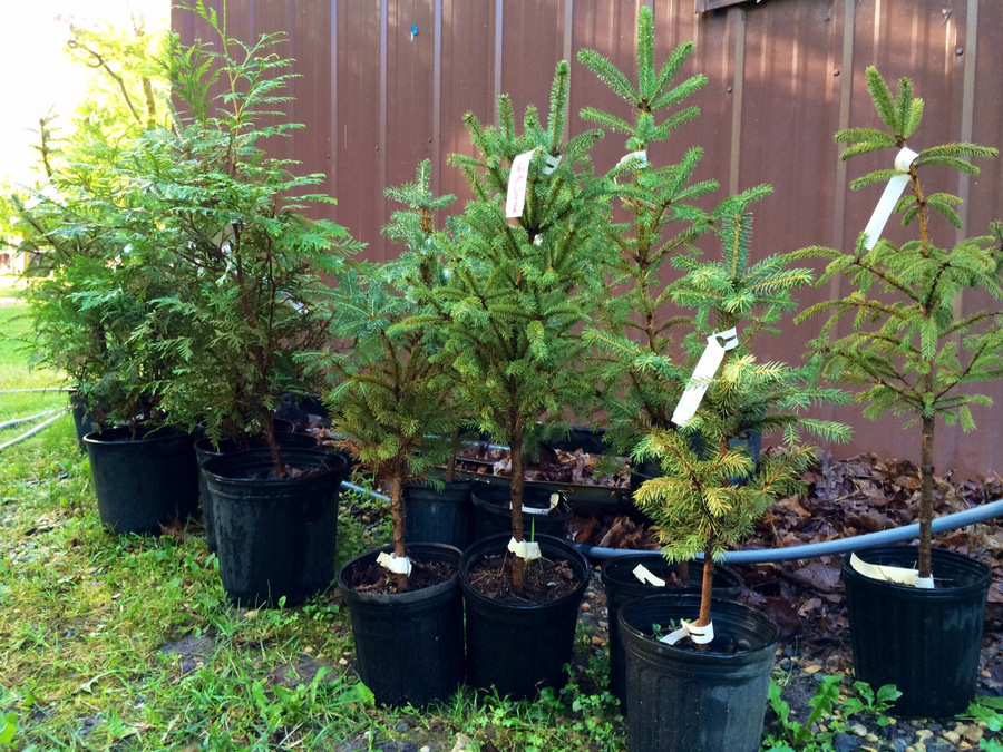Potted pines ready to be planted. September 4th, 2014.