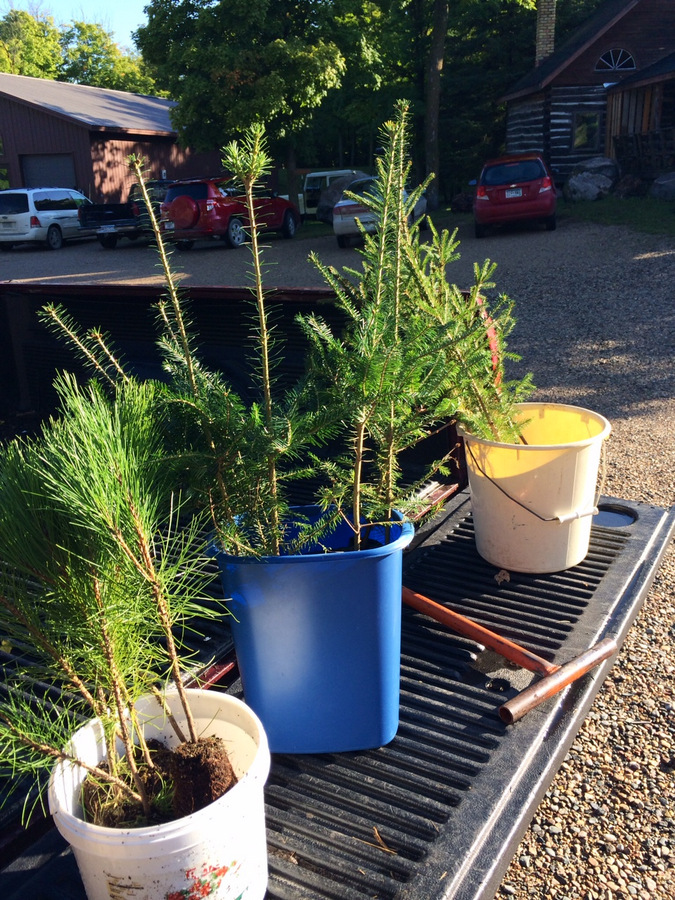 Tube trees ready to be planted. A mix of spruce, tamarack and Norway pine. September 5th, 2014.