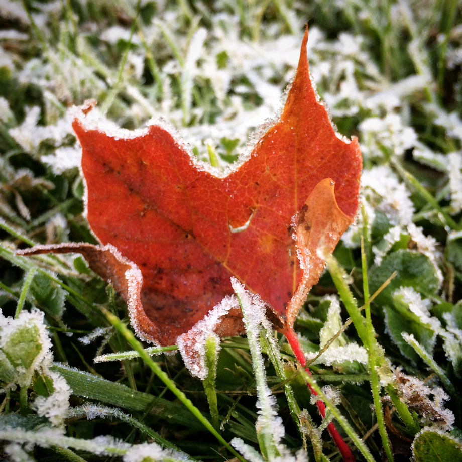 Fallen maple leaf with a touch of frost. September 16th, 2014.