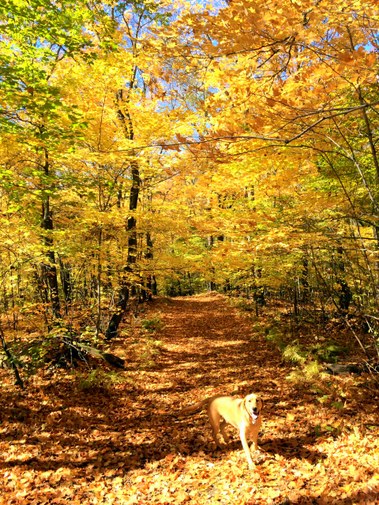 Hudson helping out on the trails. September 30th, 2014.