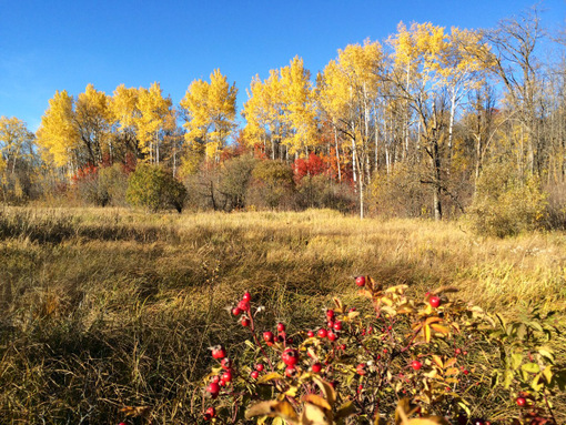 Aspen trees peaking this week with beautiful autumn gold. October 14th, 2014.