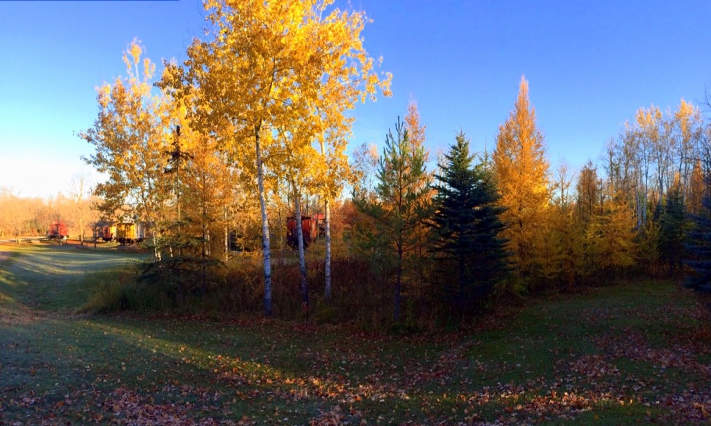 Poplar and tamarack trees hitting their peak this week. October 15th, 2014.