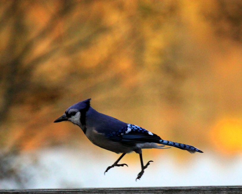 Bluejay  coming in for the landing! October 2nd, 2014.