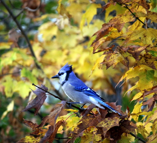 Bluejay surrounded by fall color. October 2nd, 2014.