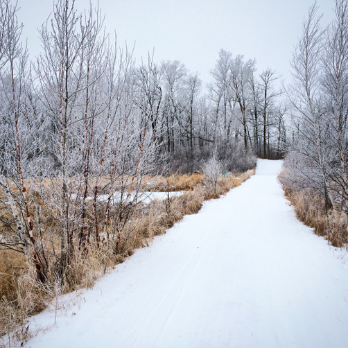 Frosty morning on the trails. Twin Lakes crossing, December 9th, 2014.