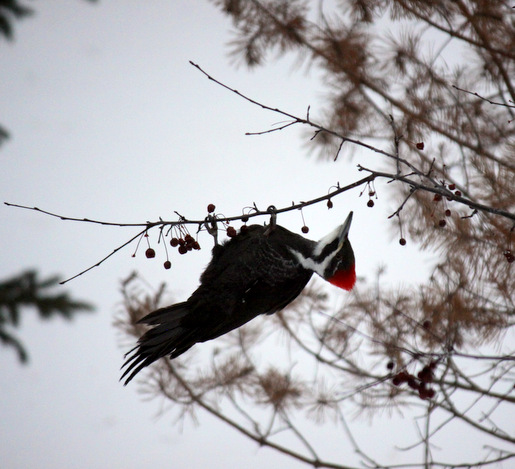 Local pileated woodpecker working the angles for best feeding position possible. We have sighted over a half dozen pileated around Maplelag. February 26th, 2015.