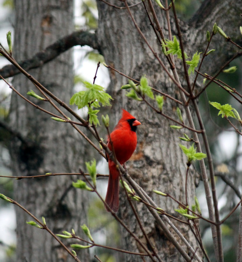 Cardinal one of the many birds visiting the Maplelag feeders this week. May 8th, 2015.