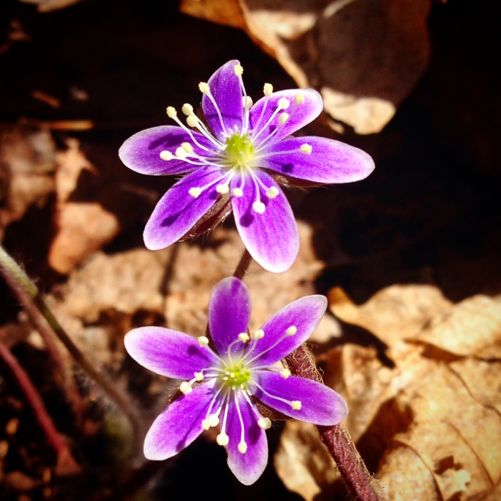 Hepatica or "May flowers" blooming in full force this week. April 17th, 2015.