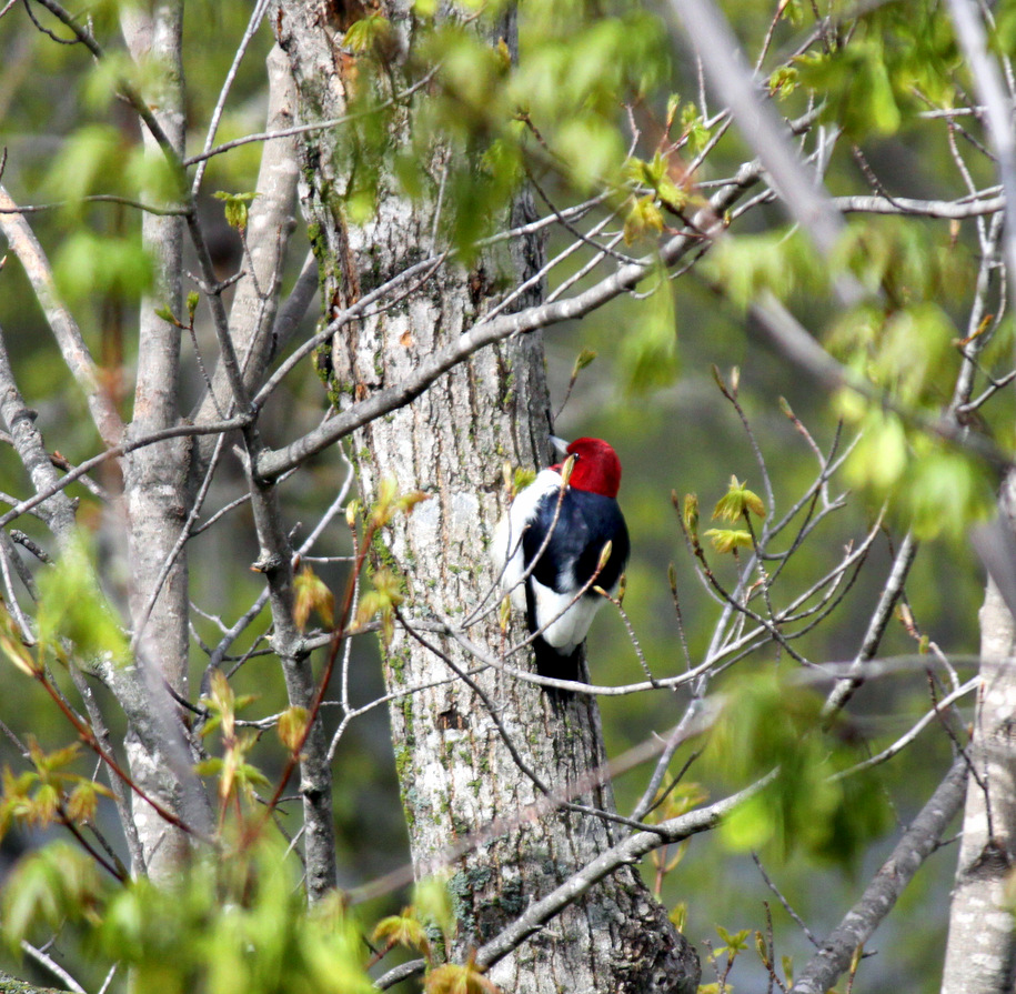 Red Headed woodpecker making a visit to the Maplelag grounds this week. May 11th, 2015.