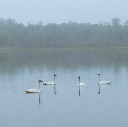 Group of trumpeter swans on a misty morning. Twin Lakes. June 3rd, 2015.