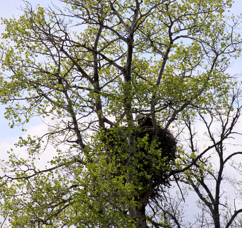 Eagle nest near Twin Lakes crossing active this year . May 3rd, 2015.