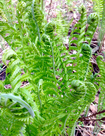 Ferns in the forest enjoying the sunshine on Tuesday and waiting for warmer temps. May 13th, 2015.