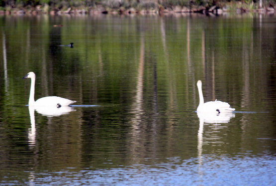 Pair of trumpeter swans sharing the waters of Little Sugarbush with a loon and a beaver in the far background. May 21st, 2015.