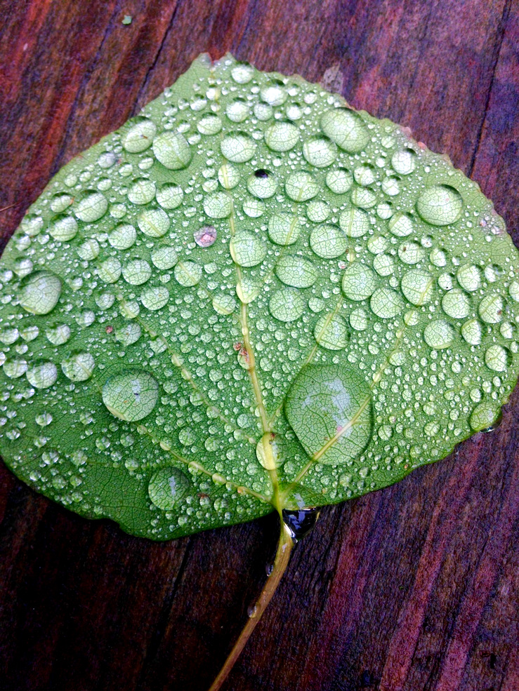 Water droplets on on poplar leaf. June 3rd, 2015.