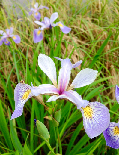 Wild iris flower blooming along the side of Mother North Star ski trail. July 2nd, 2015.