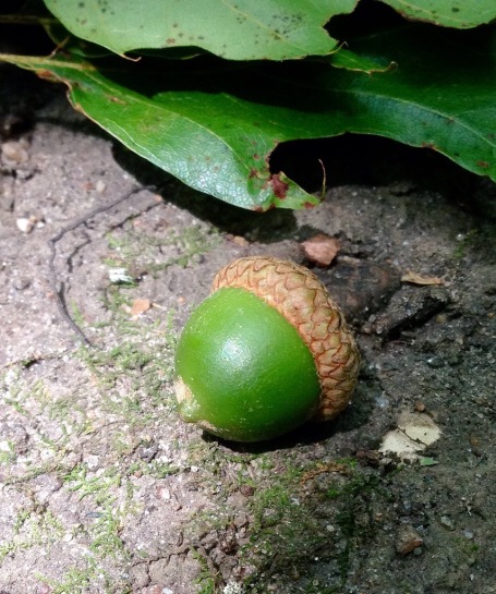 One of the many acorns falling in recent days. August 5th, 2015.