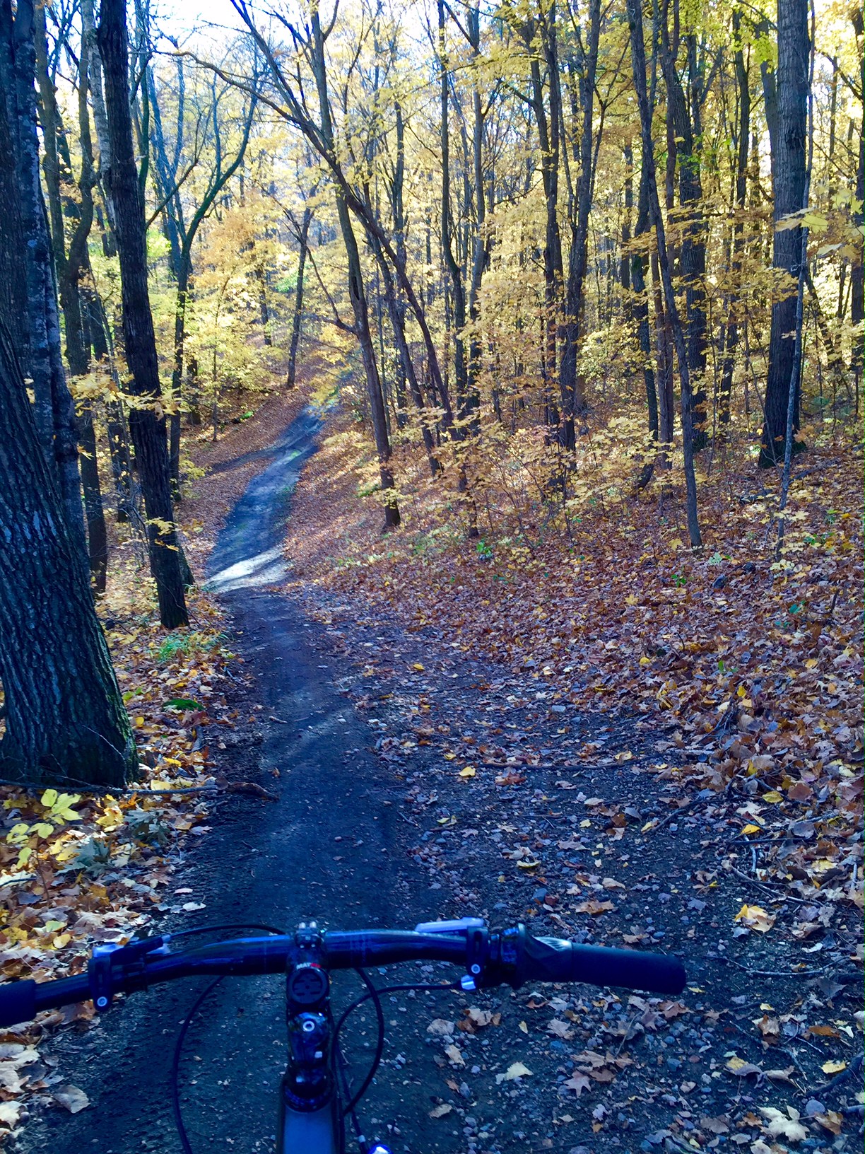 Freshly cleared trail on the mountain bike course. October 13th, 2015.