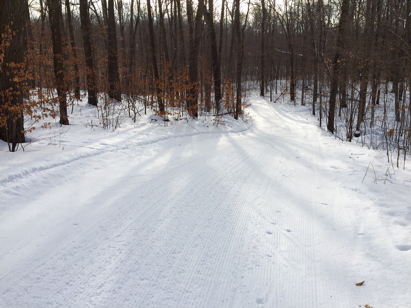 Skaters Waltz after fresh grooming. January 29th, 2016. Firm deck, enough loose on top for good edging, fast and fun!