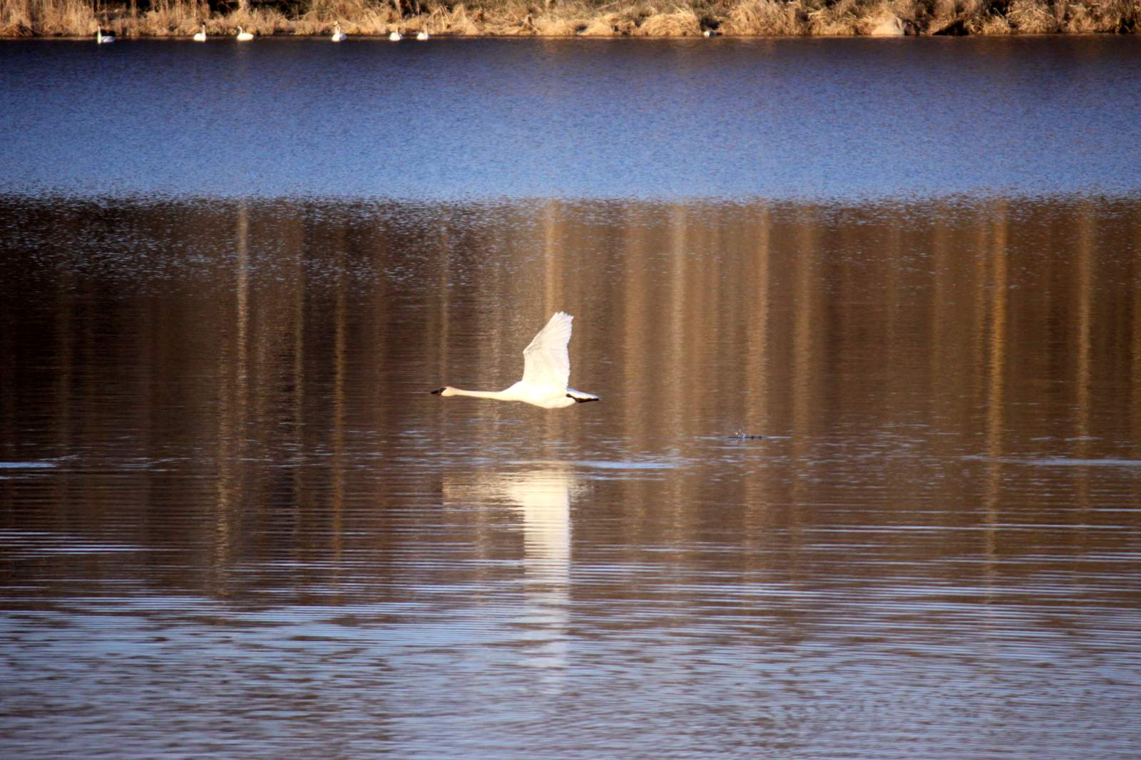 Trumpeter swan in flight above Little Sugarbush as a group swims near the shoreline. April 4th, 2016.