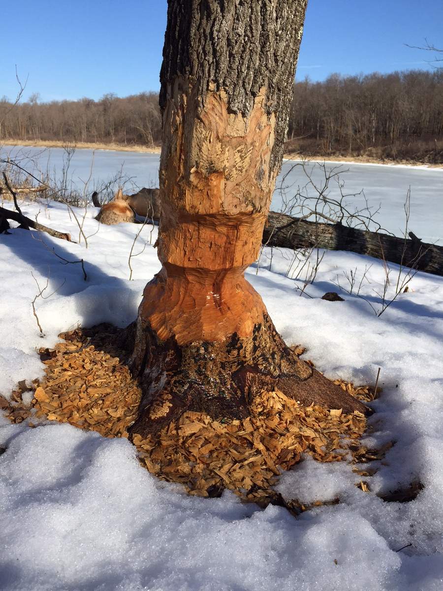 Beaver activity on the upper shore of Dry Lake. Notice the sap running on this maple tree! March 11th, 2016.