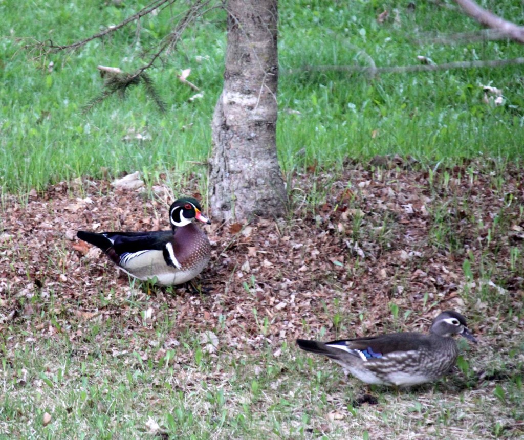 Wood duck pair making a rare appearance in the grounds for feeding. April 27th, 2016.