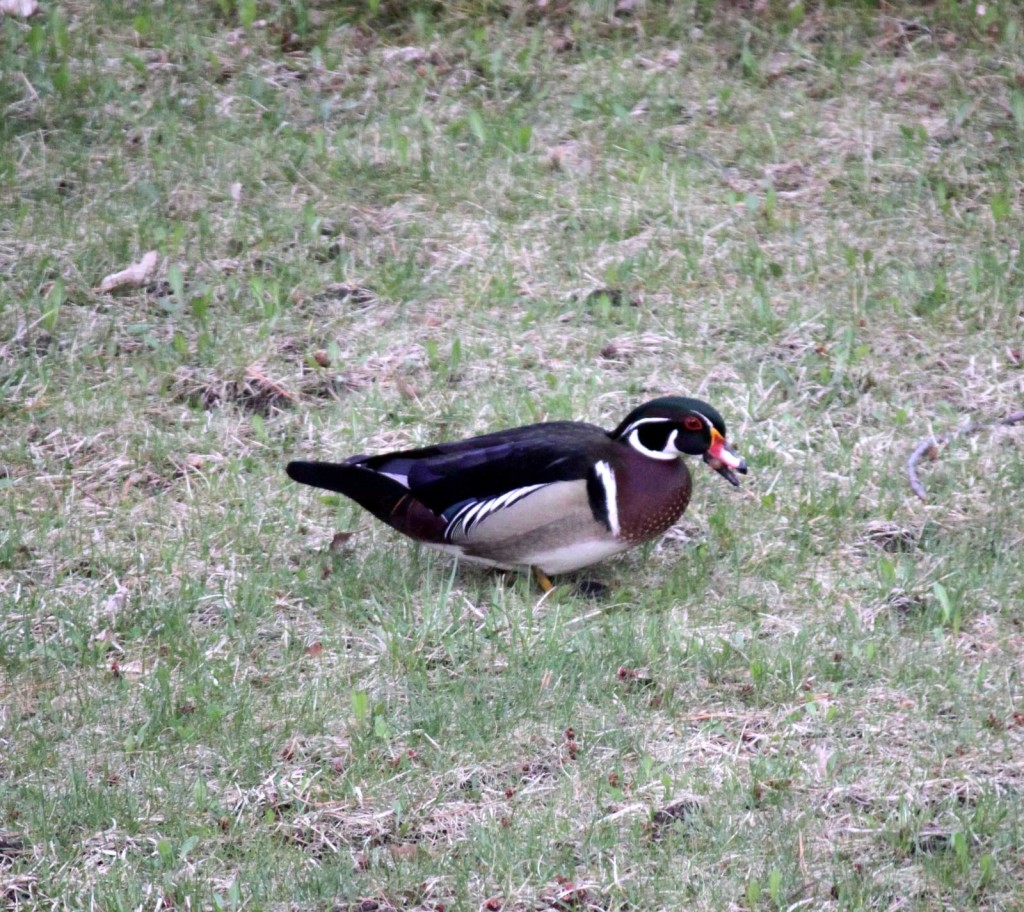 Feeding in the front yard! April 27th, 2016.