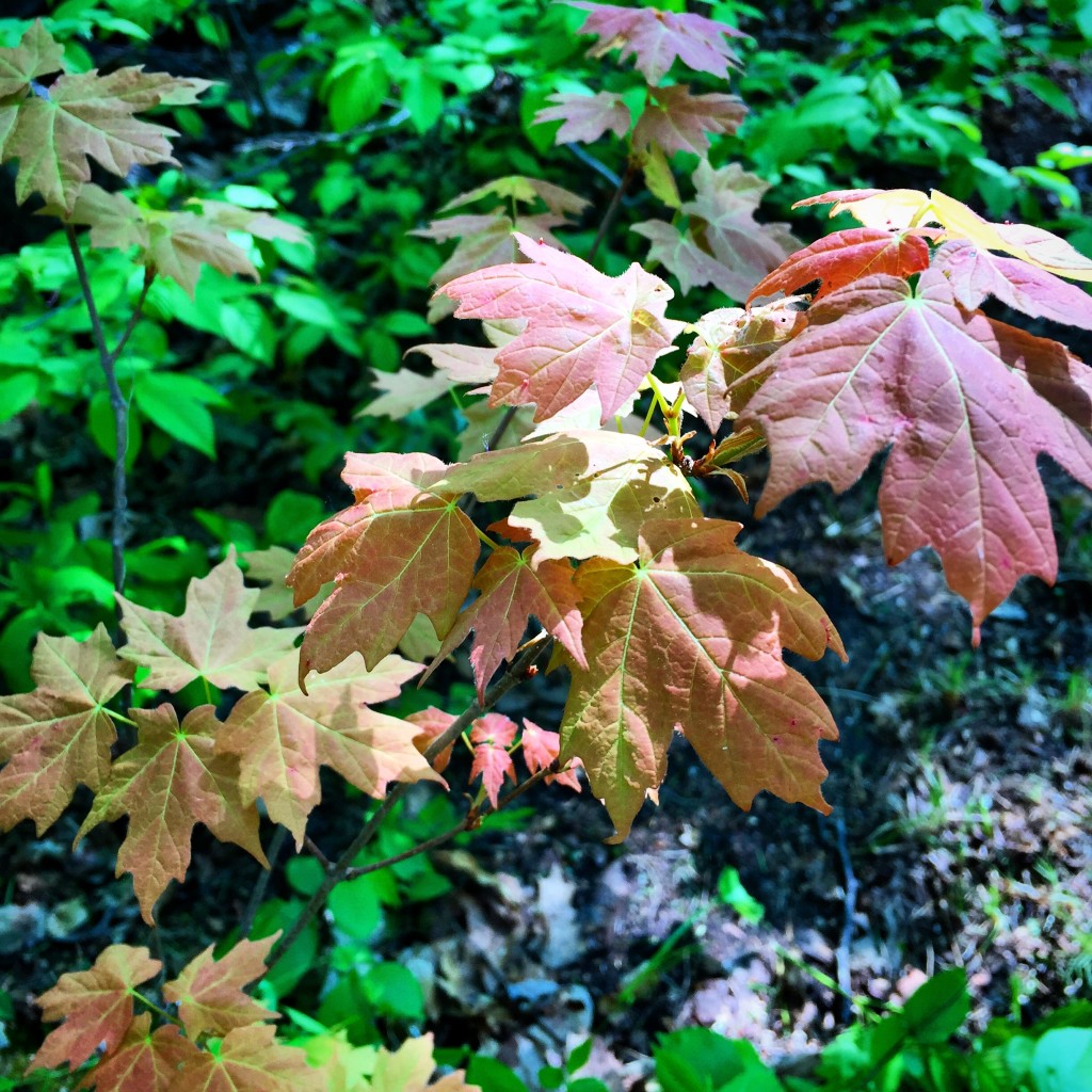 Maple seedlings emerging from the forest floor. May 21st, 2016.