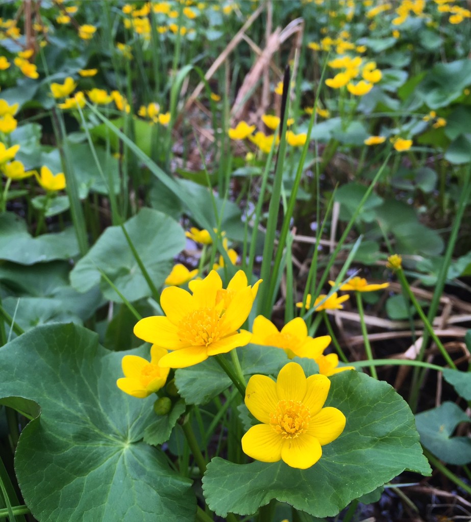 Good crop of marsh marigold flowers in area ponds and sloughs. May 12th, 2016.