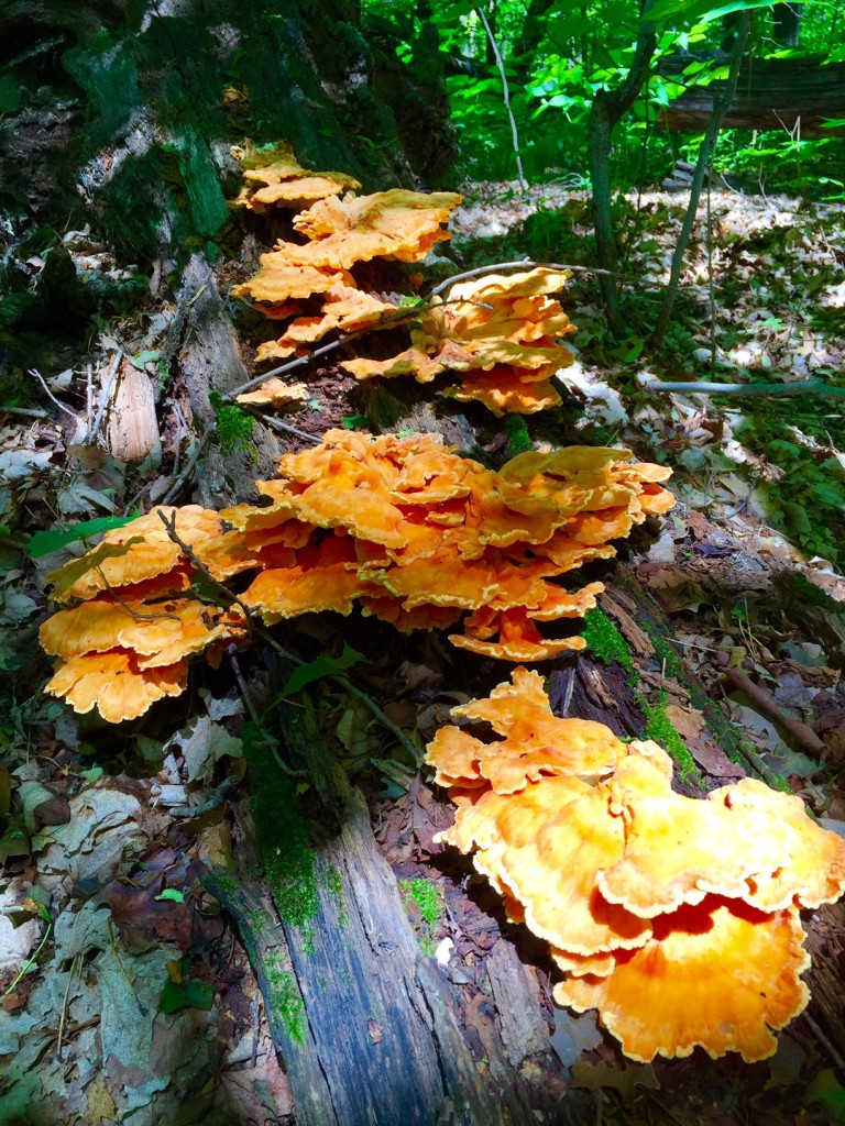 "Chicken of the Woods" on a deadfall near Twin lakes ski trail. June 16th, 2016.