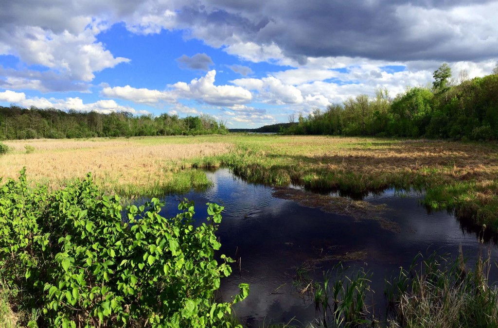 Muskrat swimming in Sugarbush creek, May 31st, 2016.