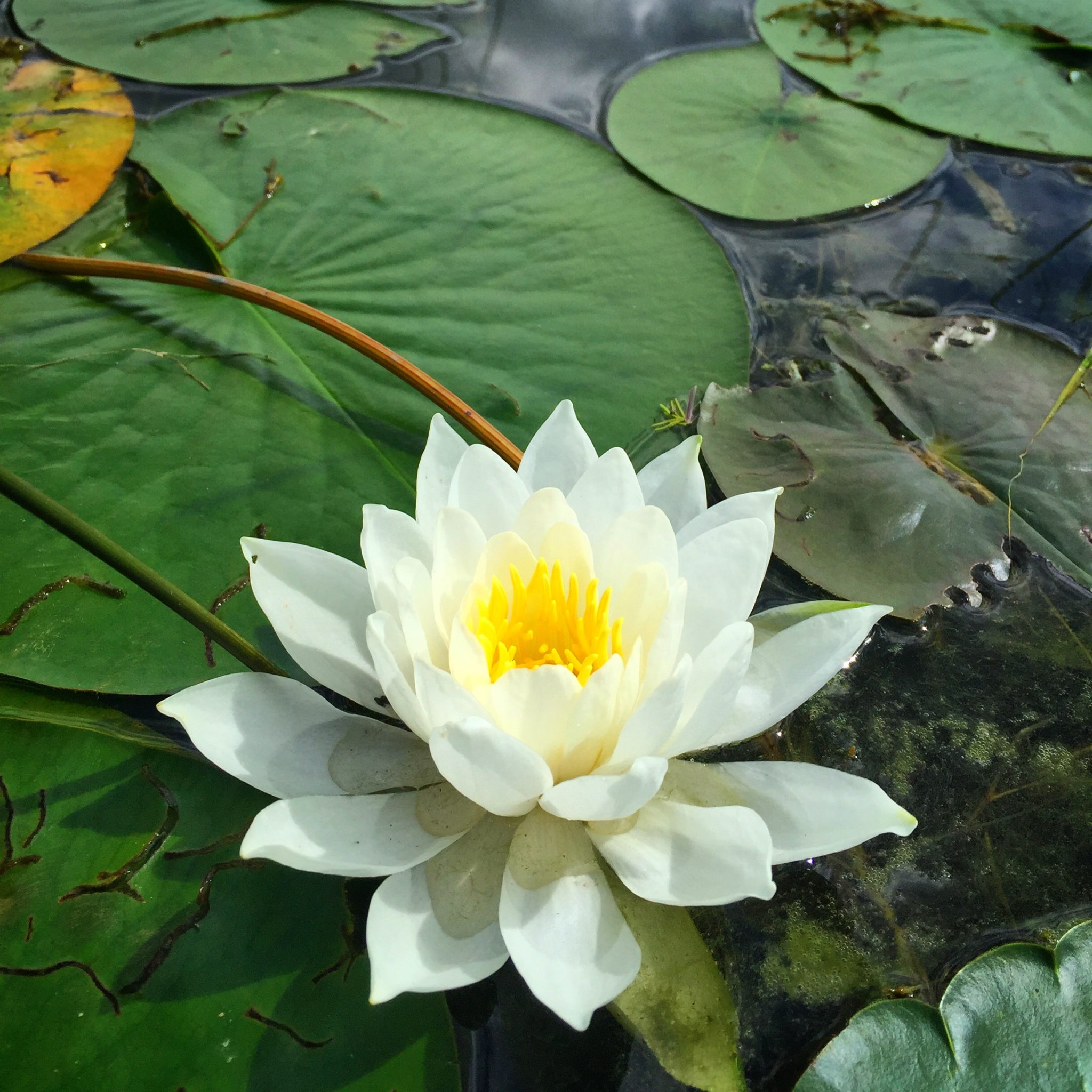 Been no shortage of water for the water lilies this year!  August 15th, 2016.