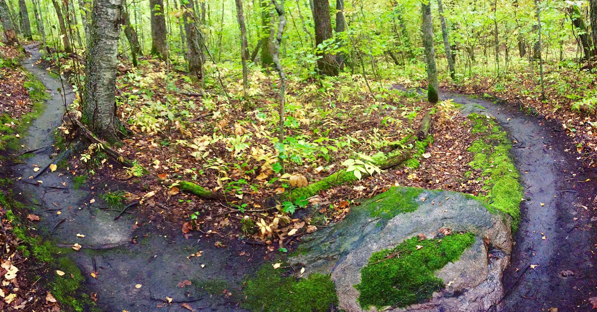 Twin Lakes singletrack, September 21, 2016.