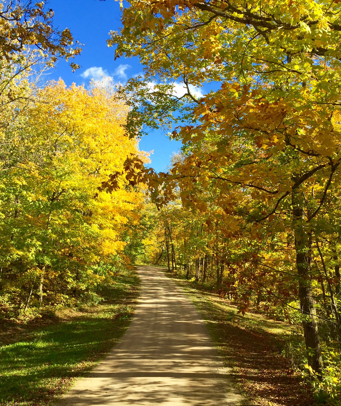 Beautiful fall color on the Maplelag driveway. September 26th, 2016.