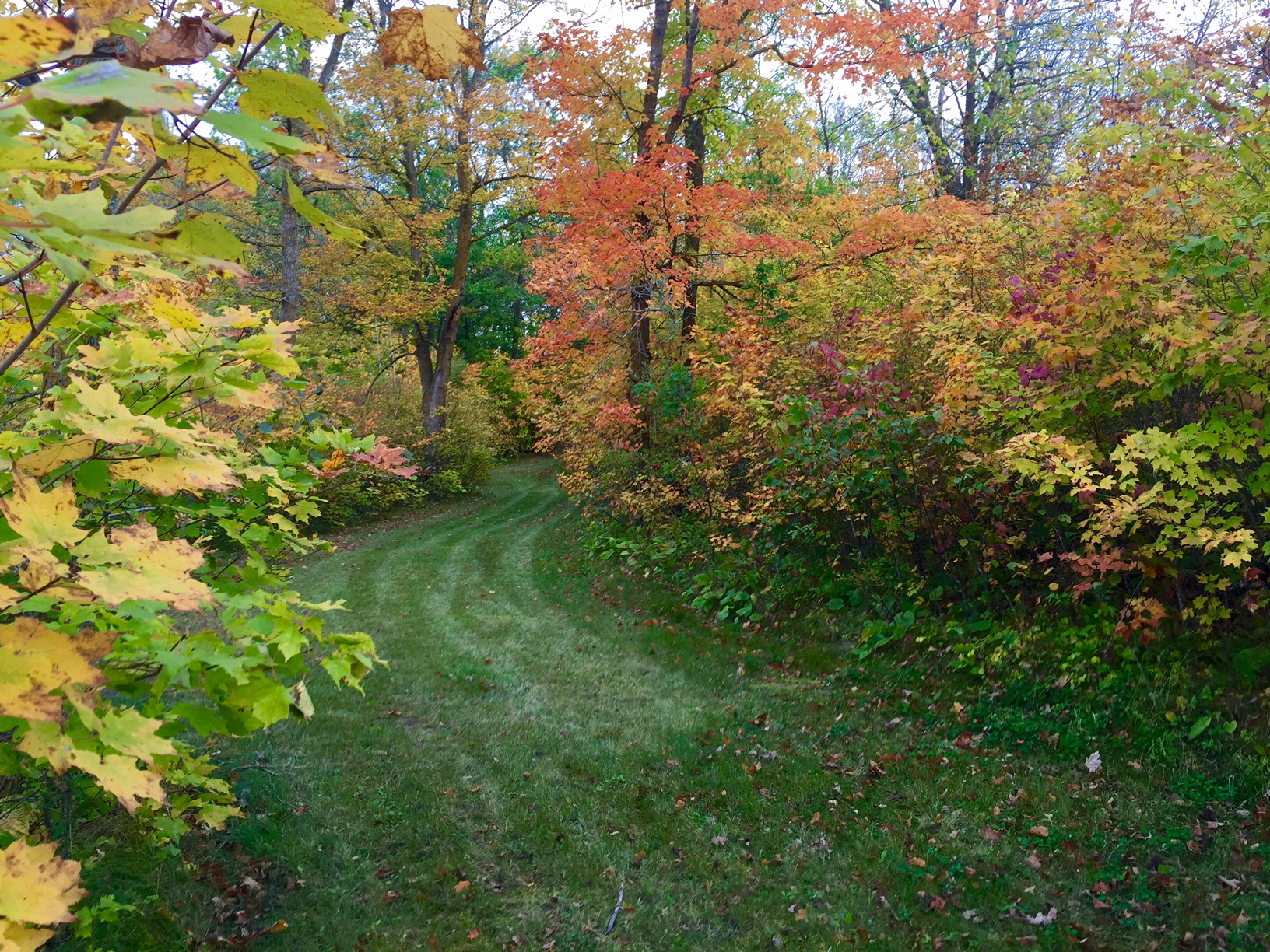Fall color along Skaters Waltz Extension ski trail. September 27th, 2016.