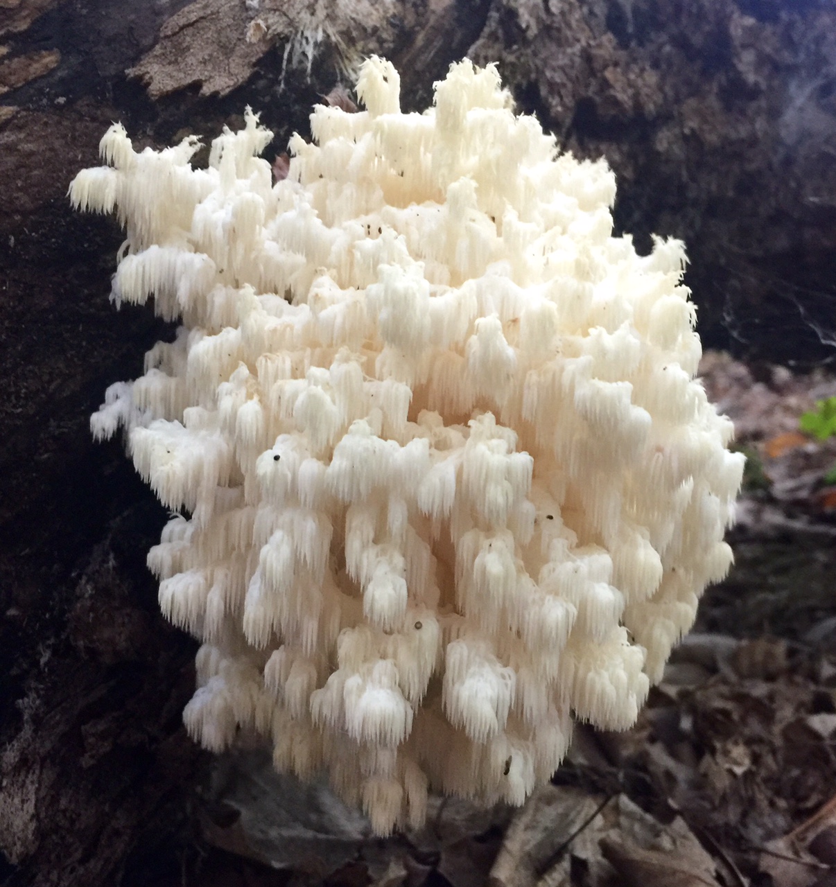 Handful of "snow fungi" in the woods right now. September 19th, 2016.