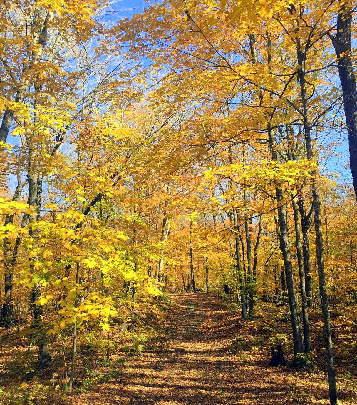 Start of Mother North Star ski trail, October 10th, 2016.