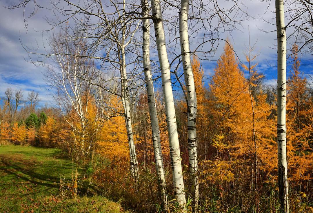 Tamaracks included in the thousands of trees we've planted over the years. Glowing nicely near the ice rink, the only coniferous tree to change color each fall and loose its needles. October 18th, 2016.