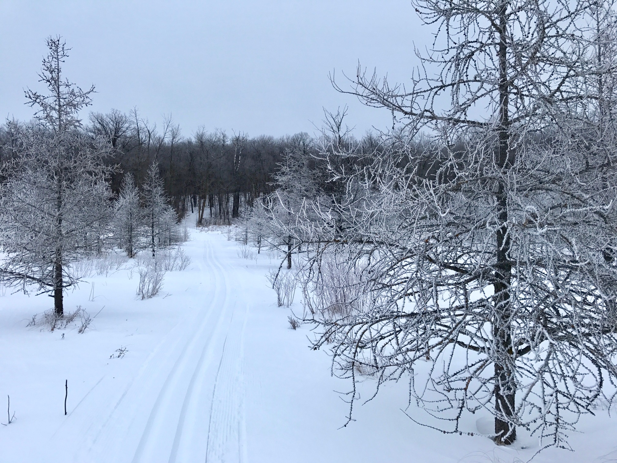 Frosted tamaracks in between Twin Lakes and fresh track on Island Lake trail. December 30th, 2016.