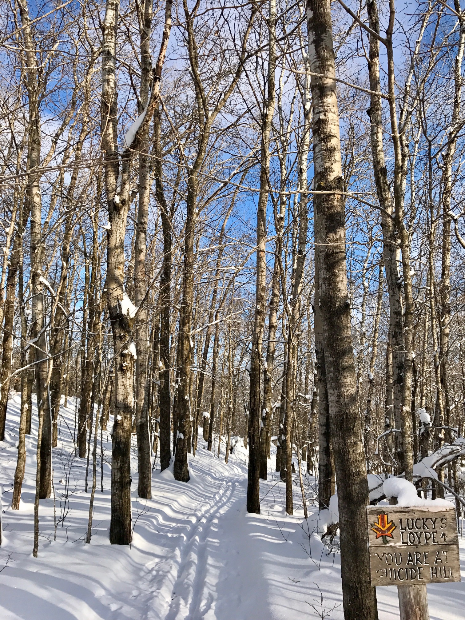 Luckys' Loype after skier skiing in the fresh snow on earlier this week. January 11th, 2017.